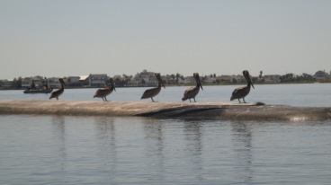 Galveston Bay Pelicans, Galveston Island State Park